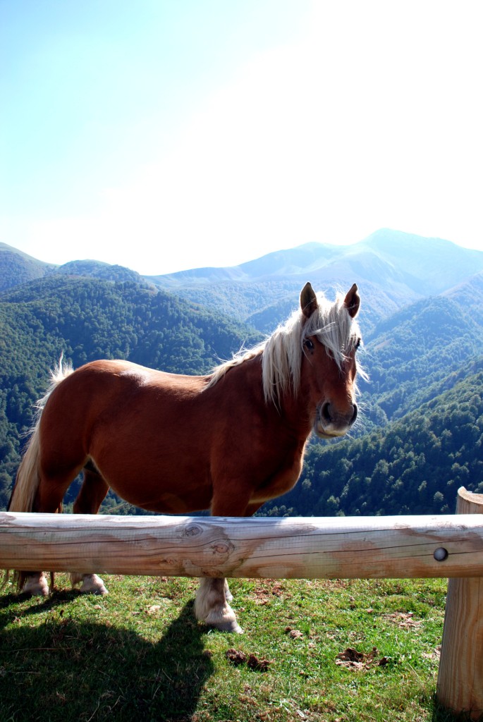 Balade à cheval - Les Chalets d'Iraty